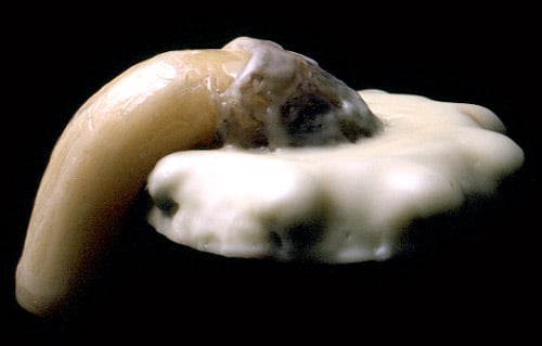 Grimanesa Amorós MELTING PENIS