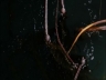 ROOTLESS ALGAS | Photography | 2004