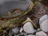 fotografía de algas sin raíces grimanesa amoros