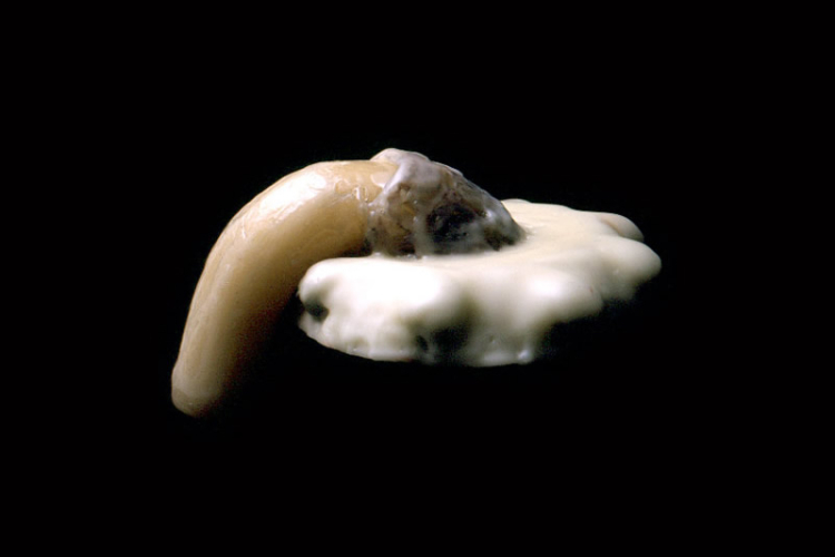 MELTING PENIS